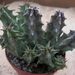 Huernia yemenensis