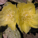 Télálló - fagytűrő kaktuszaim