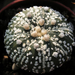 Astrophytum asterias cv. superkabuto