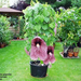 aristolochia gigantea