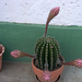 Kaktusz Klárinál (1)