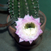 Kaktusz Klárinál (8)