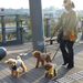 Három kutyát sétáltató nő